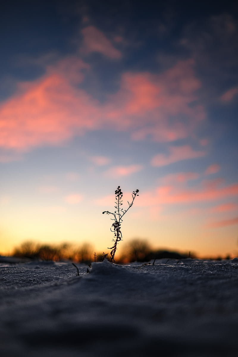 plant, snow, winter, dusk, dark, HD phone wallpaper