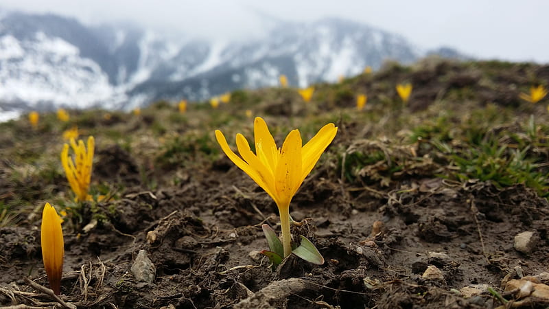 Flower in snow, earth, flora, grass, ground, mud, snowy mountains, yellow, yellow flower, HD wallpaper