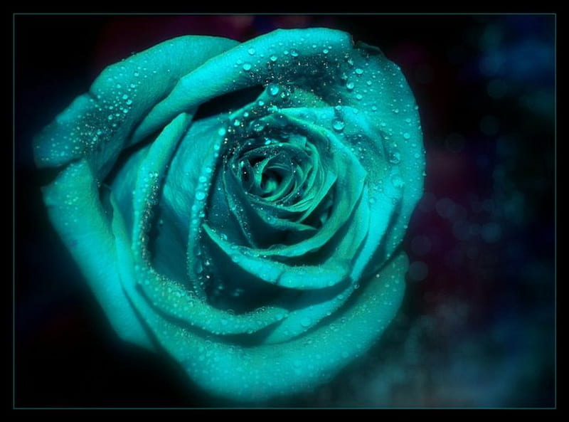 Para una vida hermosa, sueños azules, rosas azules, cielo de color,  colores, Fondo de pantalla HD | Peakpx