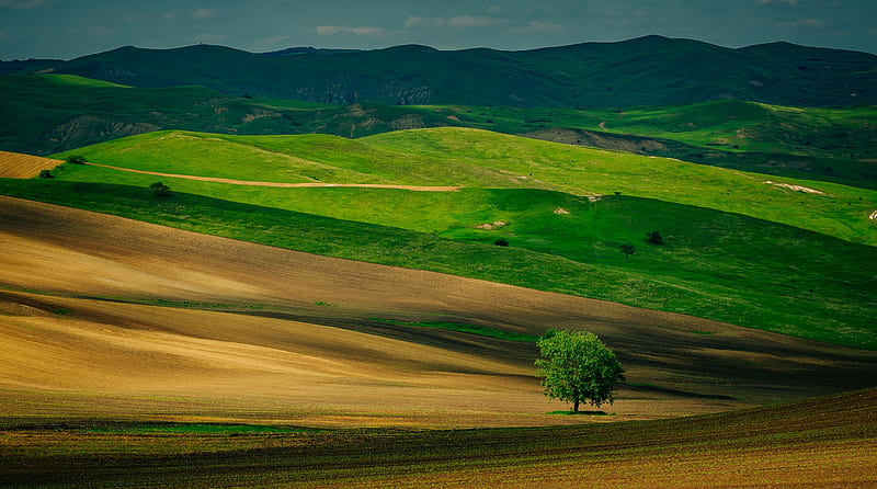Tree in a Field, Spring Background Ultra, Nature, Landscape, View, Travel, bonito, Summer, Green, Scenery, Field, Tree, Amazing, Holiday, Vacation, tourism, touristattractions, HD wallpaper