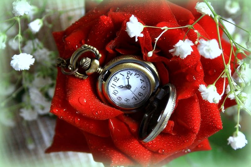 ✫Time Through the Magnificent✫, over time, lovely, love four seasons, clock, bonito, softness beauty, creative pre-made, roses, still life, graphy, watch, flowers, magnificent, beloved valentines, HD wallpaper