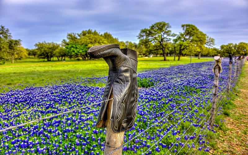 Texas Bluebonnets Flowers, Texas, Bluebonnets, Trees, Grass, Funny, Flowers, Fence, Boots, HD wallpaper