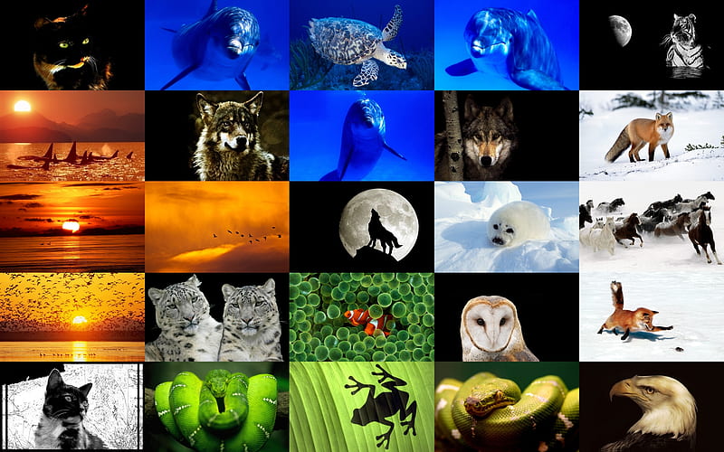 Animals, sunset, tiger, nice, colored, foxes, depths, ocean, eagle, collage, snow, wolf, cats, white, bonito, cold, moon, green, gorgeous, blue, delicious, horse, dolphin, bird, nature, wolves, leopard, orange, fish, adorable, beauty, harmony, turtles, owl, underwater, , lovely, life, black, birds, cat, horses, frog, water, cool, sea turtle, awesome, great, snake, colorful, dreamy, dreams, twilight, animal, sea graphy, seal, dolphins, wild, calming, hot, dream, amazing, colors, fox, wildlife, peaceful, HD wallpaper