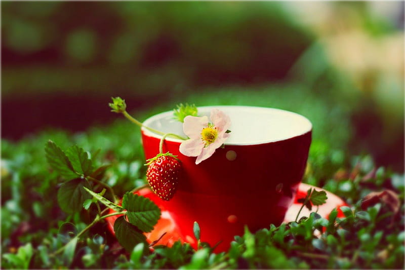 fresa, cup, flowers, nature, strawberry, HD wallpaper