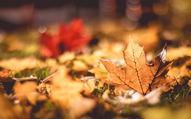 Earth, Leaf, Fall, HD wallpaper