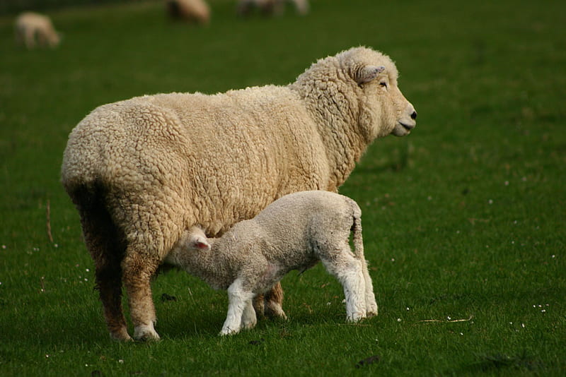 Mother's love, sheep, food, grass, mom, milk, baby, animal, HD wallpaper