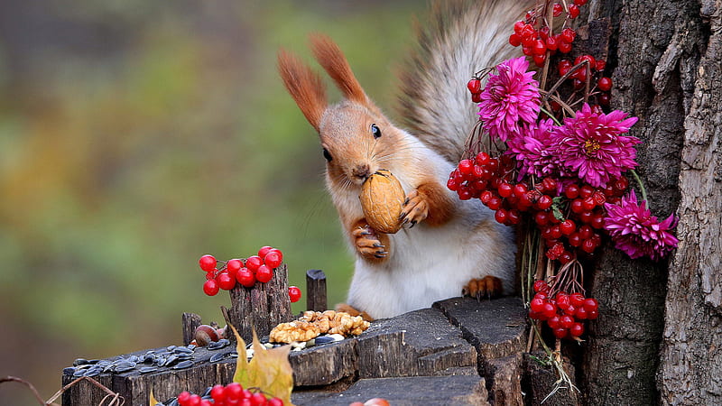 Squirrel Is Standing On Tree Trunk Eating Nuts And Red Berries Squirrel, HD wallpaper