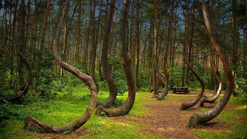 The Crooked Forest in Poland, nature, forests, trees, poland, HD wallpaper