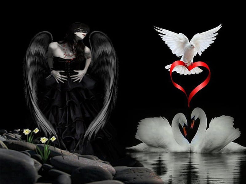 BLACK ANGEL, pigeon, wings, angel, black dress, white, lake, swans, feathers, HD wallpaper