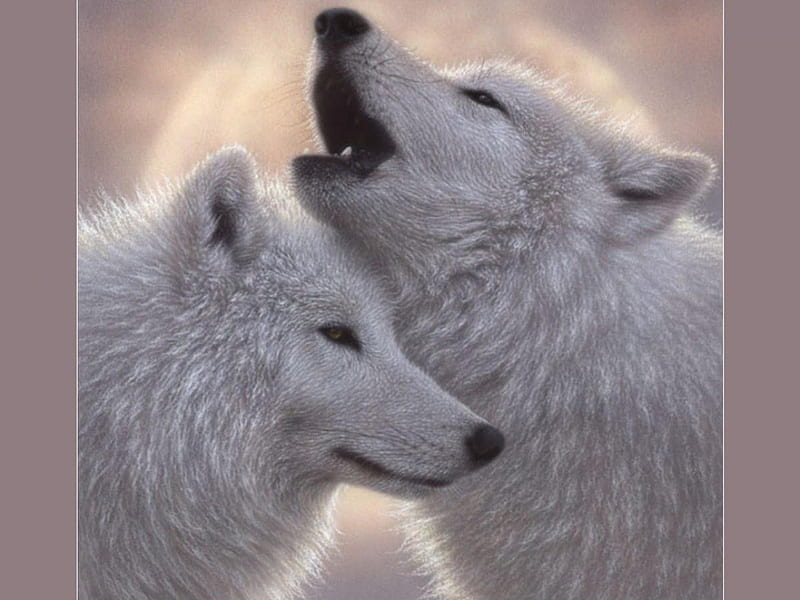 LOVESONG, MATES, ANIMALS, MOON, WHITE, WOLVES, HD wallpaper