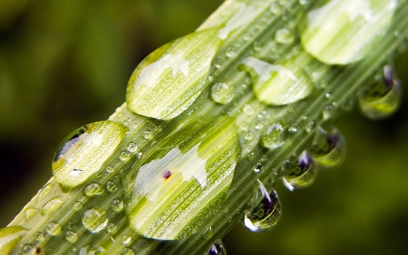 drops of water covering the stem, HD wallpaper