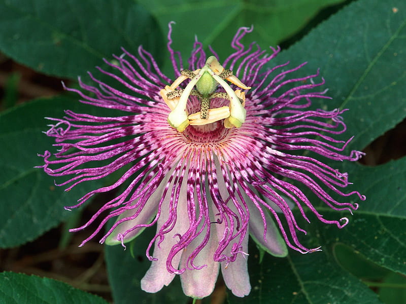 Untitled , passion flower, HD wallpaper