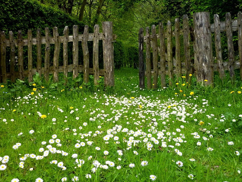 Backyard in Springtime, Backyard, in, grass, flower, Springtime, HD wallpaper