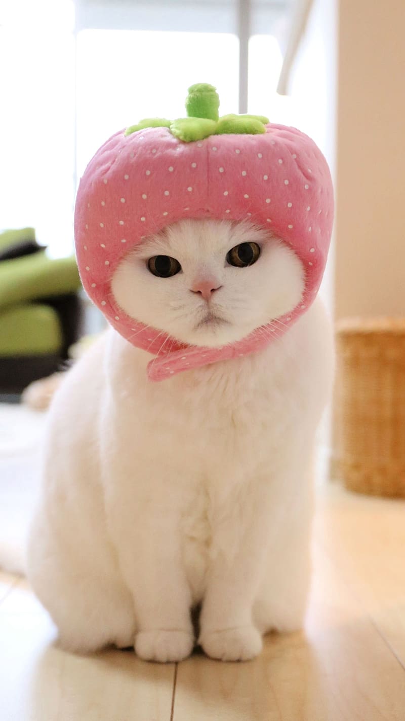Cute Cat Live, Wearing Strawberry Cap, strawberry cap, animal, pet, white cat, HD phone wallpaper