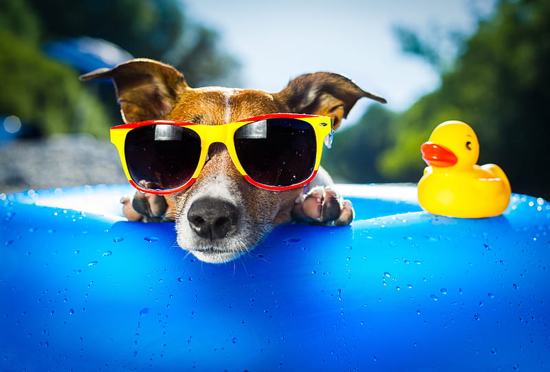 Dog Wearing Sunglasses, dog, animals, funny, glasses, sunglasses, HD wallpaper