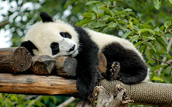 sleeping panda, zoo, bears, cute bear, China, Ailuropoda, HD wallpaper
