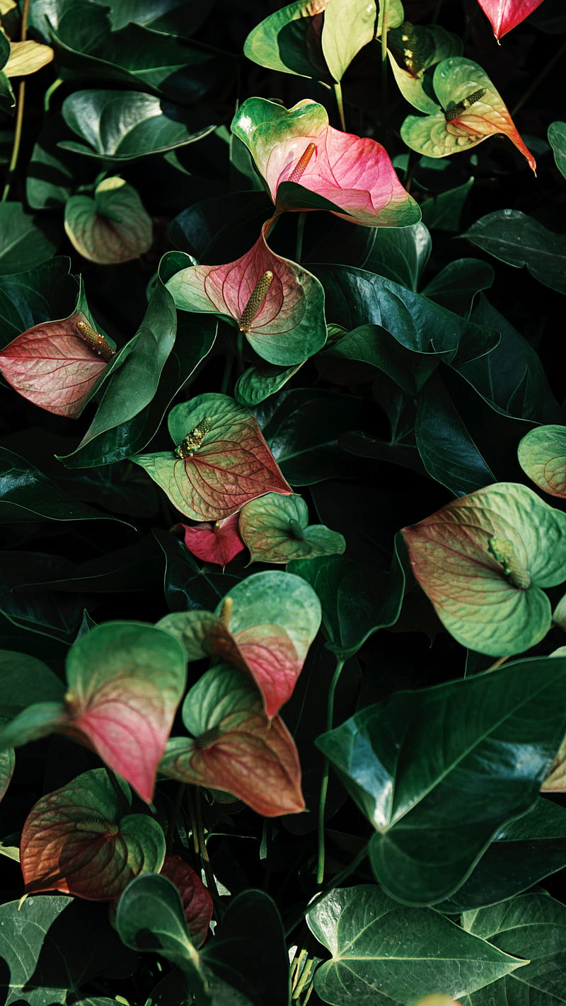 anthurium, flowers, leaves, veins, plant, HD phone wallpaper