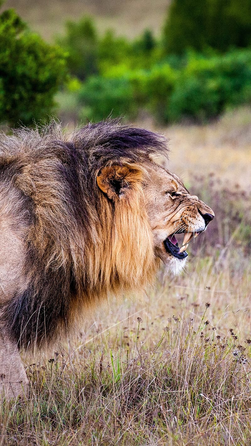 Angry Lion, Sidelook, king, wild, animal, HD phone wallpaper