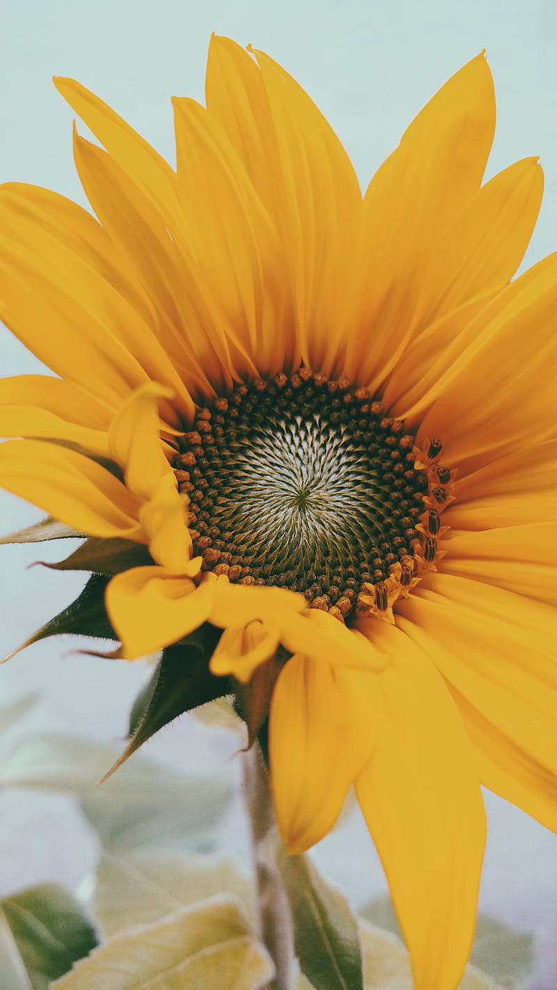 sunflower, flower, yellow, close-up, bloom, HD phone wallpaper