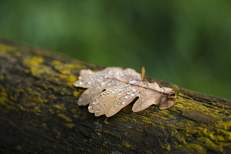 selective focus grahpy of dried brown leaf, HD wallpaper