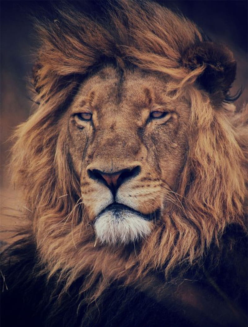 Lion, face, king, leon, lions, HD phone wallpaper | Peakpx