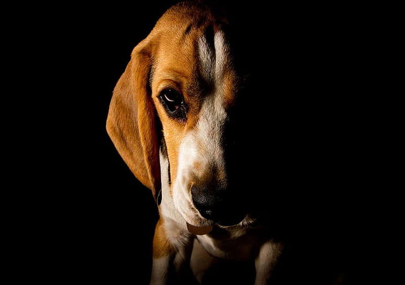 Beagle, pretty, lovely, playful dog, playful, bonito, sweet, dog face,  cute, HD wallpaper | Peakpx
