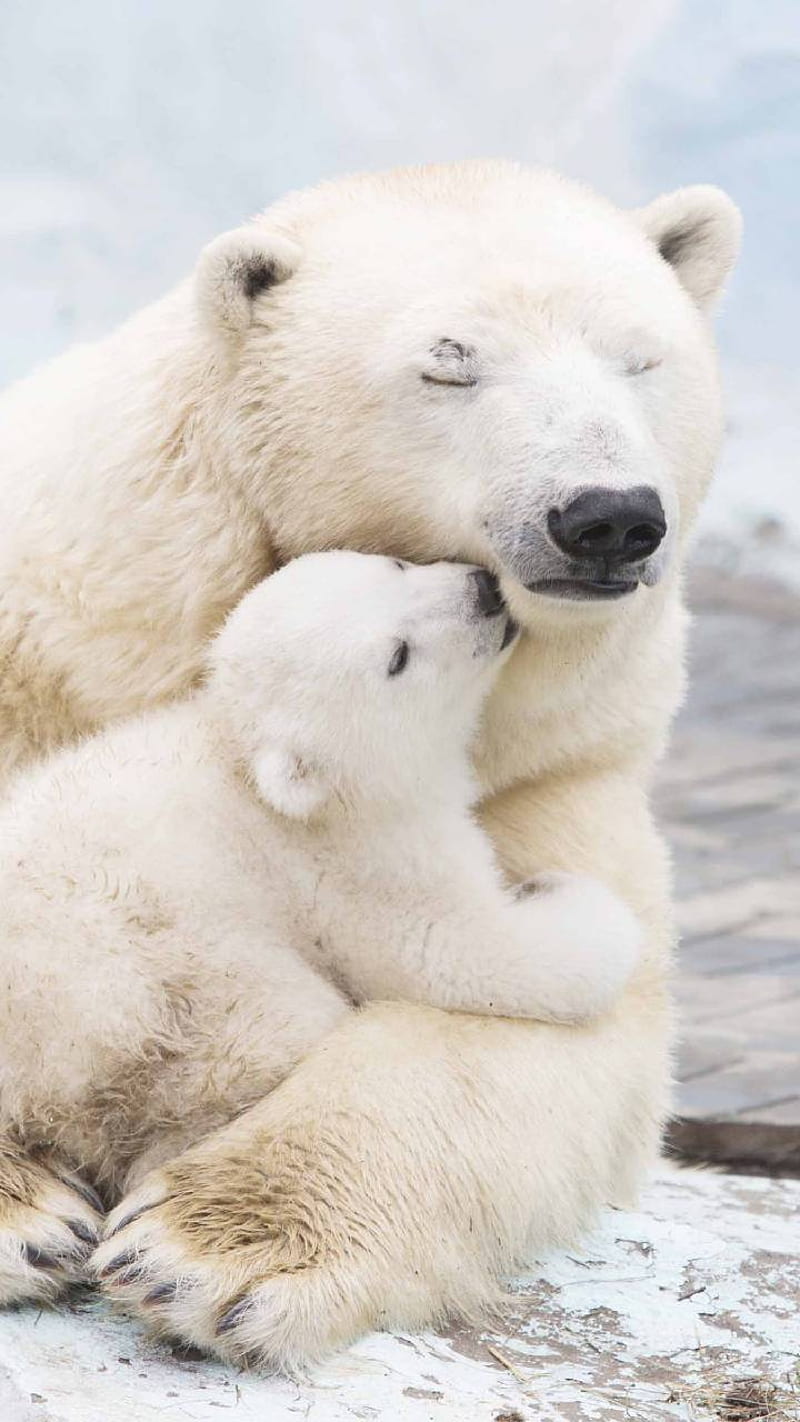 Cute polar bears, cute, polar, ice, winter, HD phone wallpaper