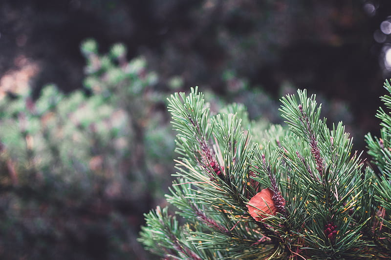 spruce, prickles, sheet, macro, blur, HD wallpaper