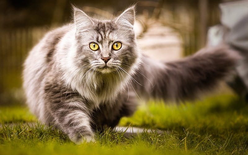 gray fluffy cat, green eyes, domestic cats, green grass, cute animals, cats, HD wallpaper