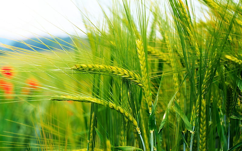 beautiful nature, green, wheat, plants, stems, summer, fields, nature, cereals, HD wallpaper