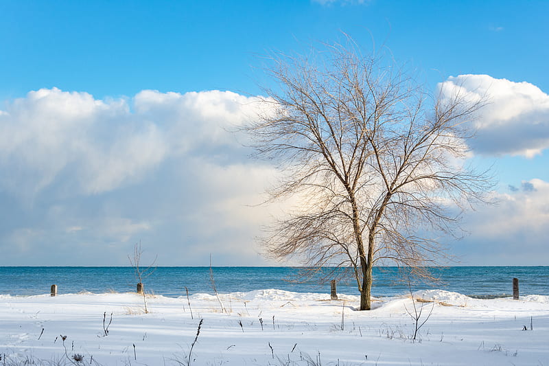 Leafless Tree on Snow Covered Ground Near Body of Water, HD wallpaper