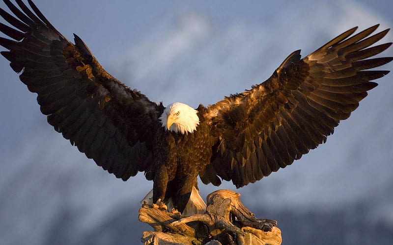 águila, plumas, nube, alas, pájaros, Fondo de pantalla HD | Peakpx