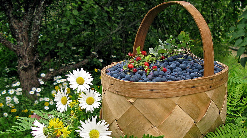 Bilberry basket, nice, food, basket, bilberry, fruits, flowers, HD wallpaper