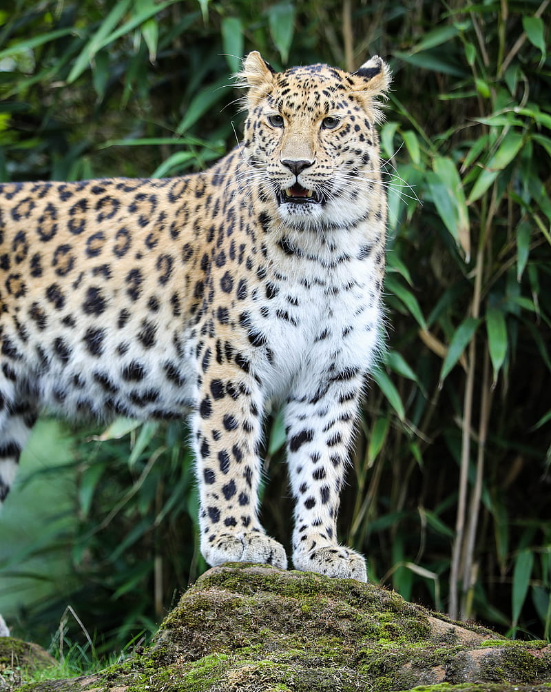 Leopard, big, cats, cat, zoo, animals, animal, lion, tiger, teeth, HD phone wallpaper