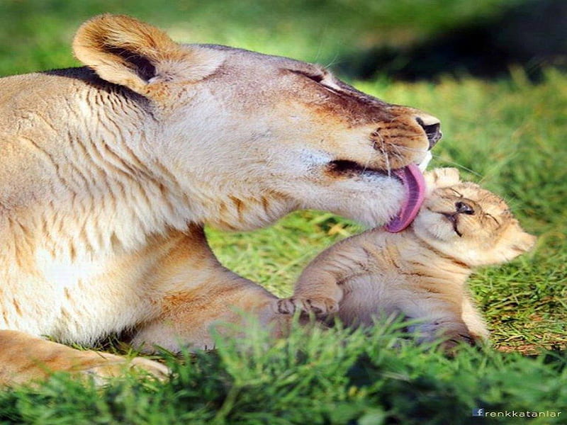 Awwwww Mom!, clean, mother, baby, lion, nurture, young, wild, cub, lick, lioness, HD wallpaper