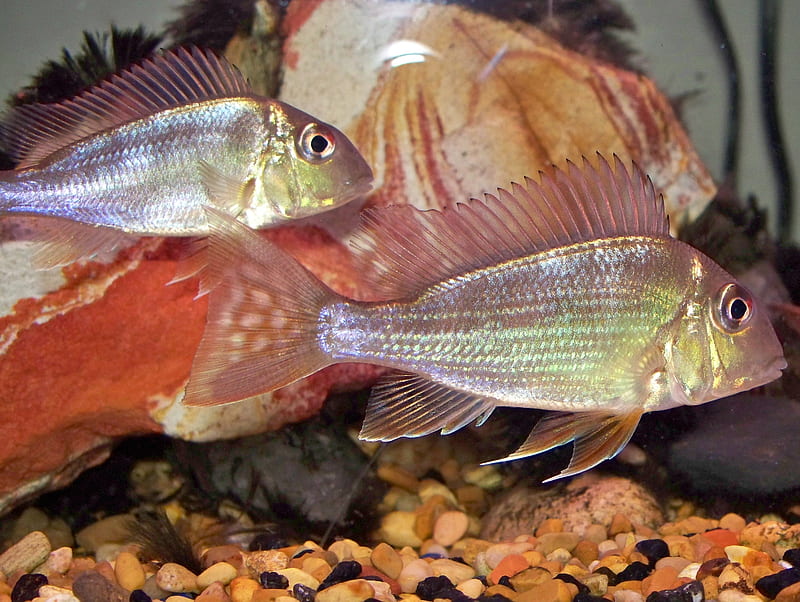 young demonfish, tropical fish, fish, freshwater, HD wallpaper