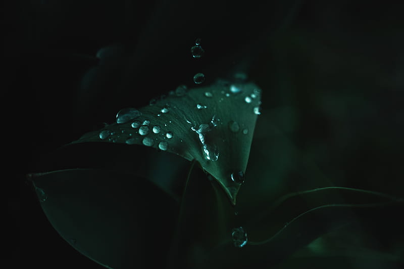 water drops, leaf, green, droplets, macro, Nature, HD wallpaper