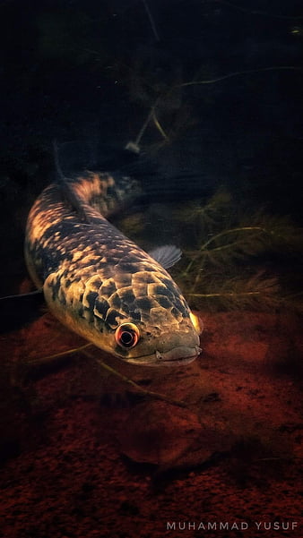 720P free download | Snakehead, channa, fish, HD phone wallpaper | Peakpx