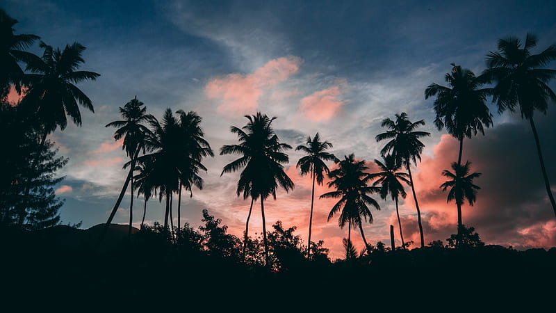 Palm trees, cloud, nenad radojcic, black, sunset, silhouette, vara, summer, pink, palm tree, HD wallpaper