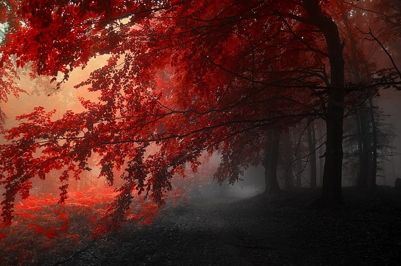 love don't know death, red, autumn, leaves, love, woods, trees, HD wallpaper
