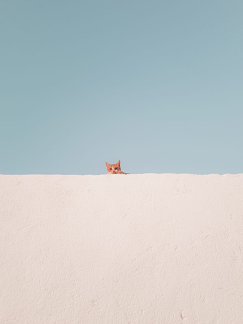 cat, wall, peeking, funny, minimalism, HD phone wallpaper