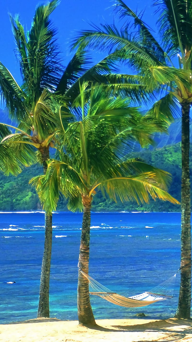 Beautiful Sea Side, ocean, palm trees, HD phone wallpaper | Peakpx