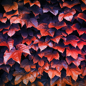 Best Autumn iPad HD Wallpapers  iLikeWallpaper