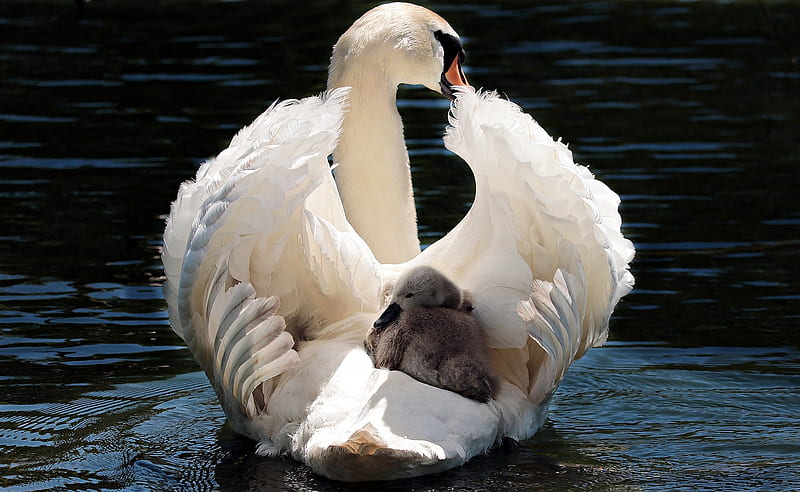 Swan and Baby, swan, baby, animal, HD wallpaper