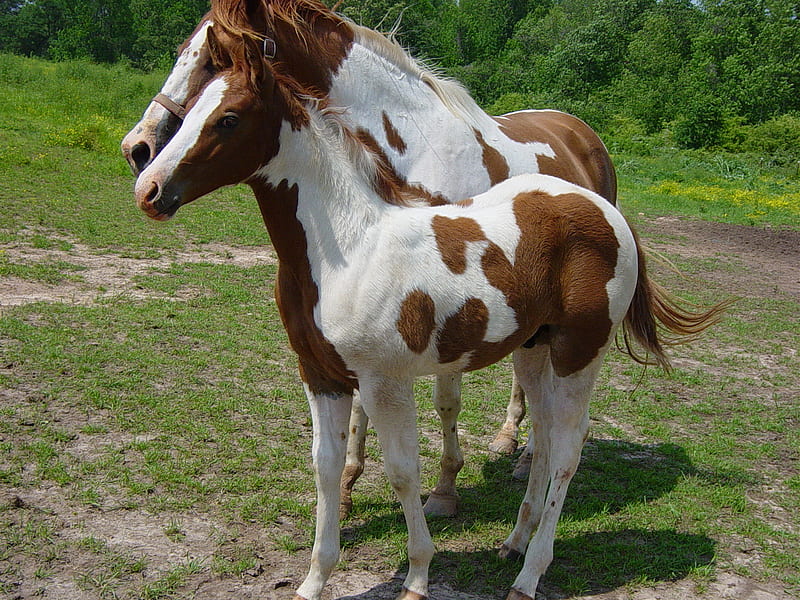 Paint Horse, horse, pampa, HD wallpaper