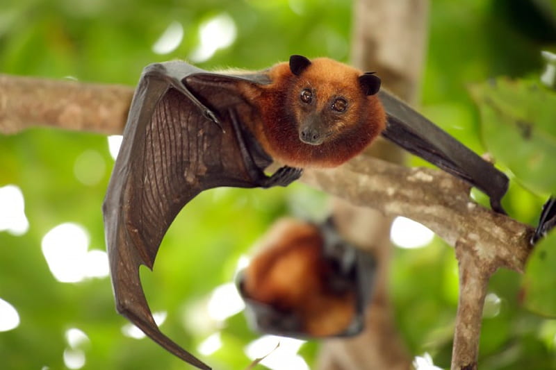 Malayan flying foxes, round, red, eyes, brown, HD wallpaper
