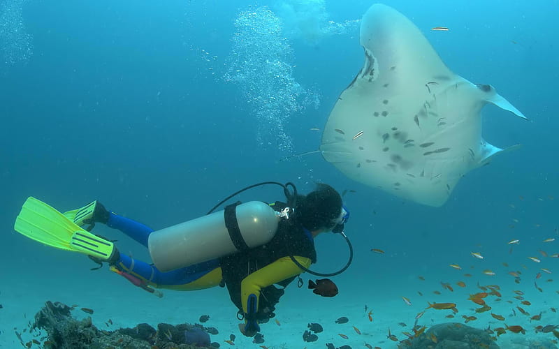 Manta Ray Ocean, underwater, oceanlife, animals, people, HD wallpaper