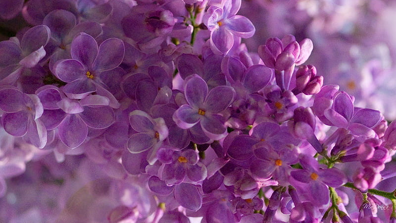 LILAC, purple, fragrant, flowers, flower, spring, lavender, violet, HD wallpaper