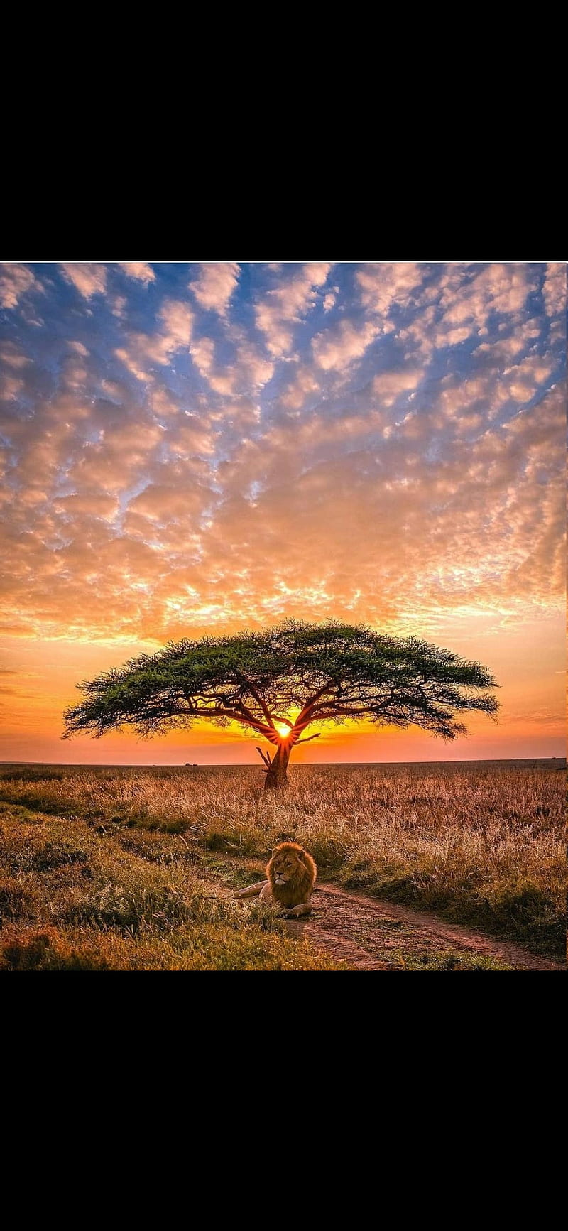 Savannah, africa, sunset, HD phone wallpaper