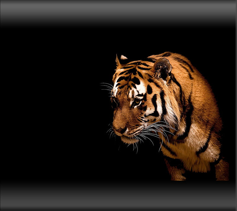 wild tiger, abstract, animal, beast, cool, nature, new, tiger, HD wallpaper